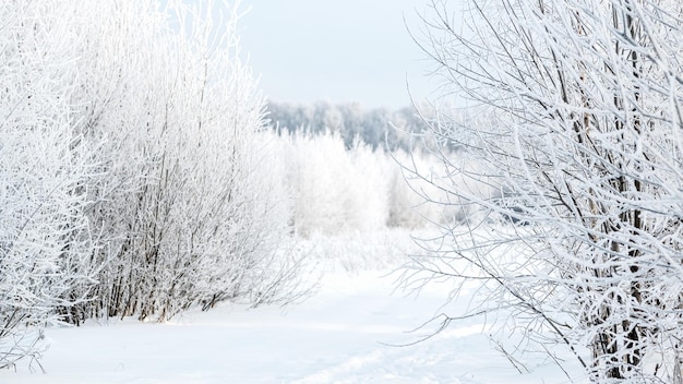 White hoarfrost covered tree branches in winter forest