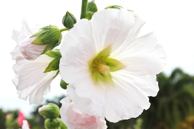 White hollyhock blossoms