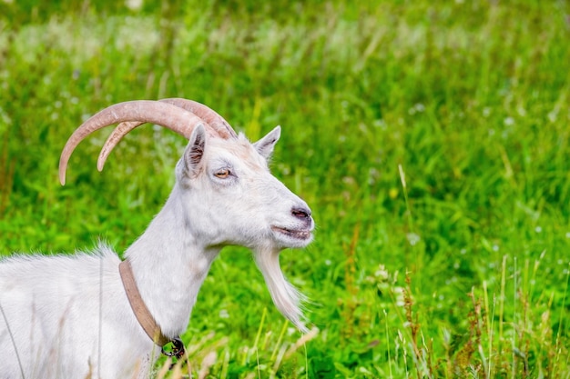 White horned goat with a beard grazes on a green meadow Profile view Closeup