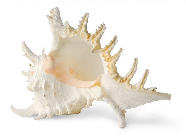 White horned seashell isolated on white background