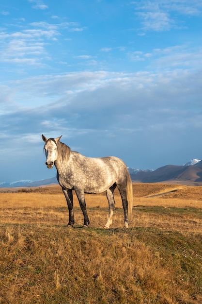 White horse on the background of a mountain peak Beautiful horses in an autumn meadow poses against the background of a white snowcovered mountain Vertical view