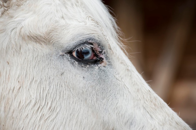 White horse blue eye