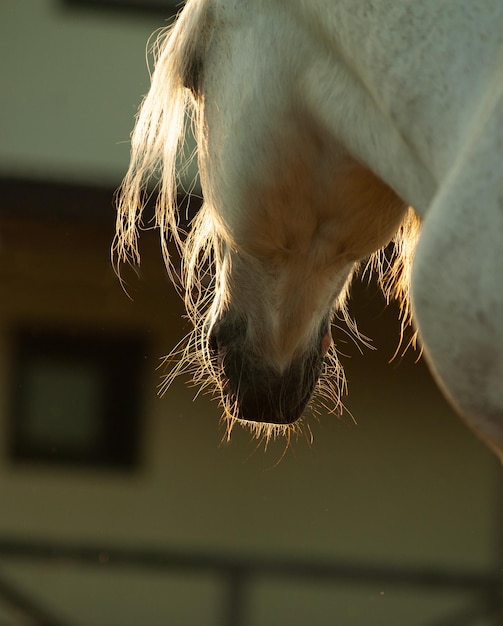 White horse in contour light