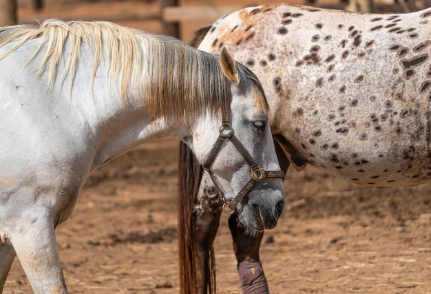 White horse eating straw in a farm