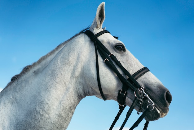 White horse equestrian portratit, equine world.