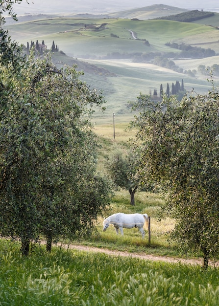 Photo white horse feeding in olive orchard of tuscany italy