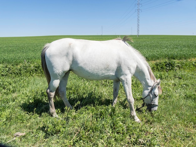 White horse in field in sunny day