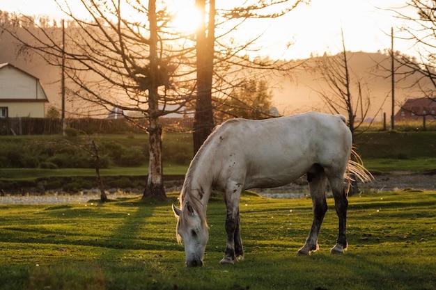 A white horse grazing in the summer sunset