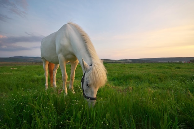 White horse on a green field