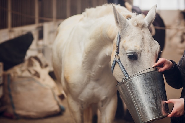 The white horse looks directly into the camera. Horse close-up. A funny portrait of a horse. Funny horse muzzle.