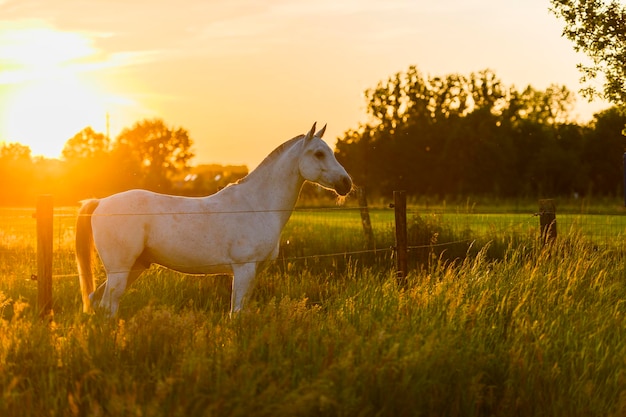 White horse in meadow at sunset