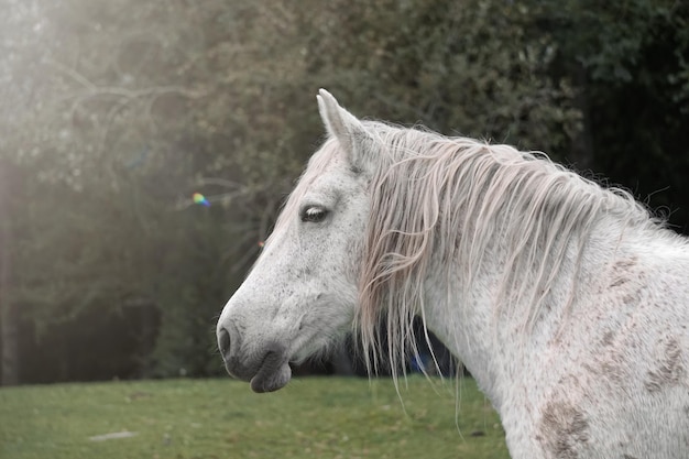 white horse portrait, rural scene