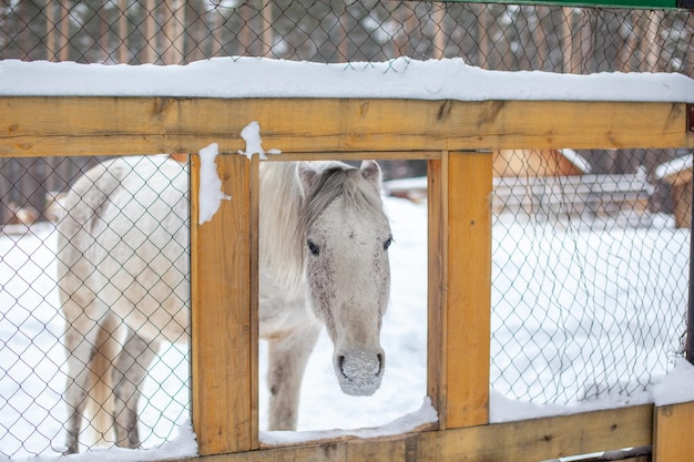 The white horse stuck his head over the fence to be fed