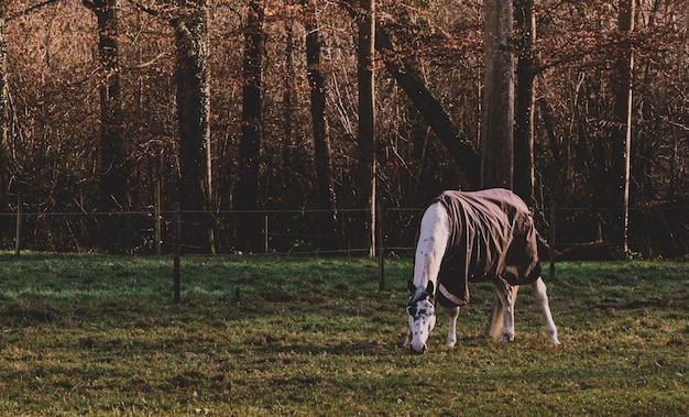 White horse wearing horse blanket on the field