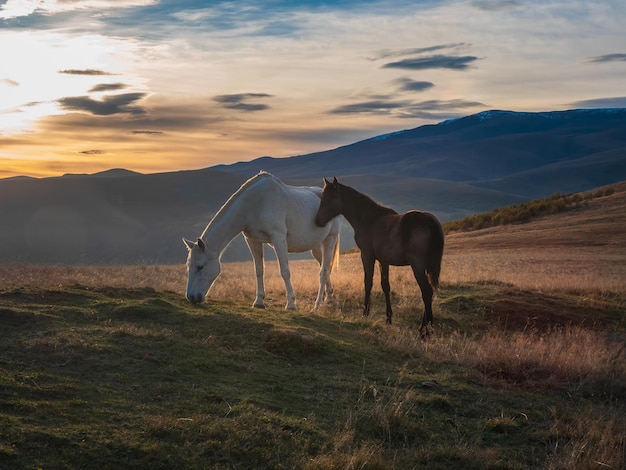 White horse with a brown foal at sunset Beautiful horses in an autumn meadow poses against the background of a white snowcovered mountain