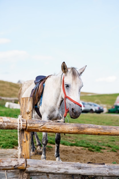 A white horse in a wooden paddock outside on a farm