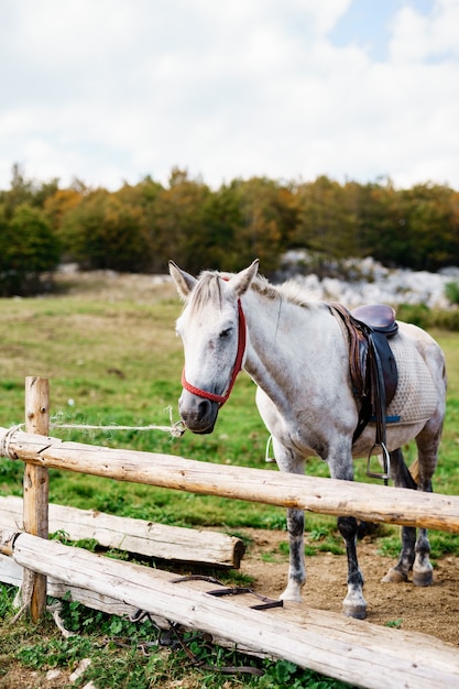 A white horse in a wooden paddock outside on a farm