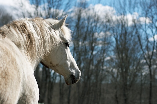 White horse