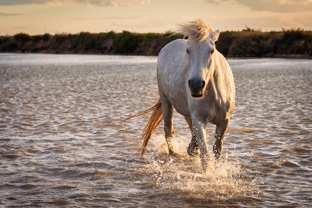 White horses are runing in the water all over the sea in Camargue France