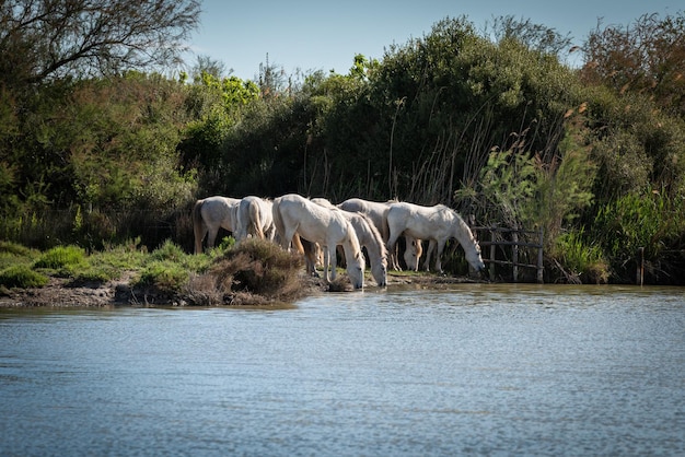 White horses are walking in the water all over the sea in Camargue France