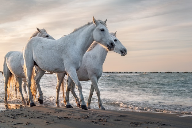 White horses in the beach