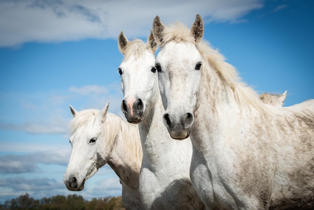 White horses in Camargue, France near Les salines, France