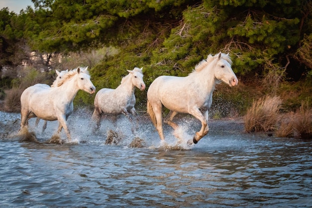 White horses in Camargue France