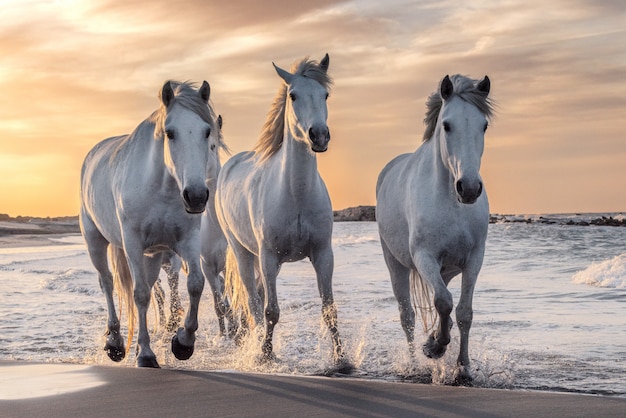 White horses in Camargue, France.