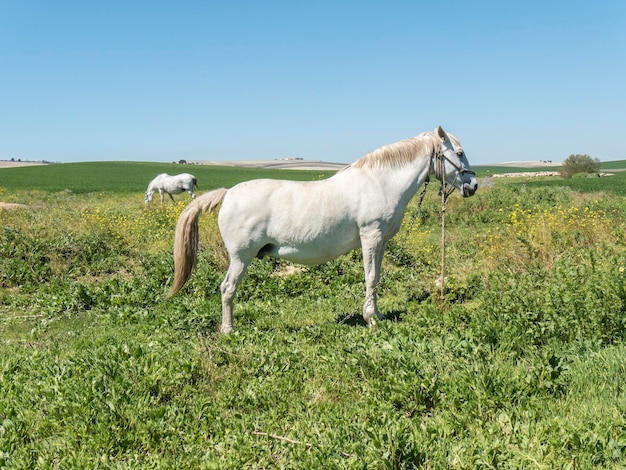 White horses in field in sunny day