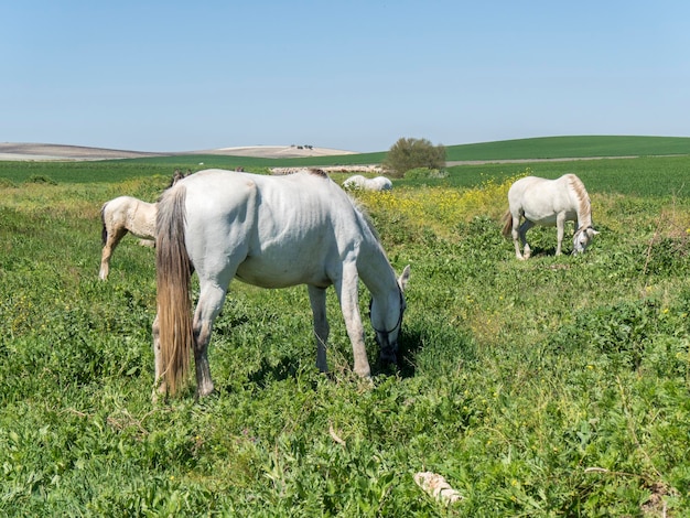 White horses in field