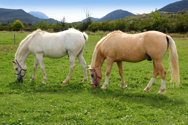 White horses meadow prairie grassland Pyrenees