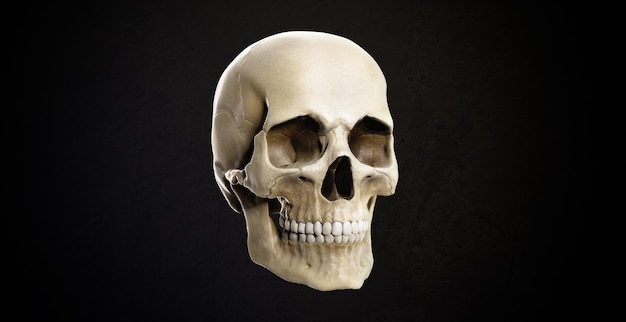 White human skull. Detailed skeleton head for scientific illustrations. Realistic model, 3D render.