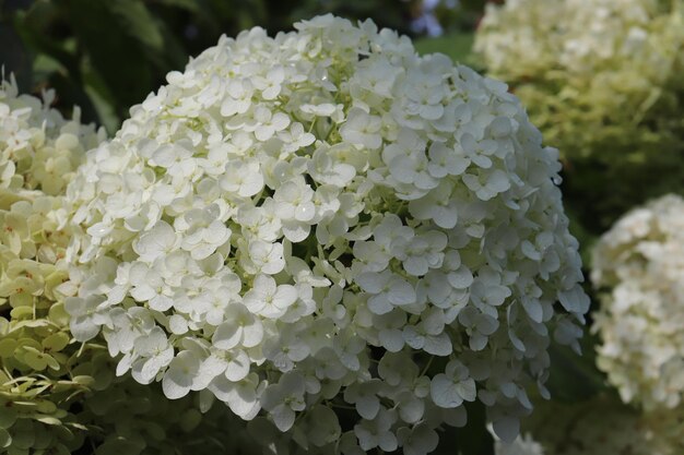 White hydrangea after rain in the garden