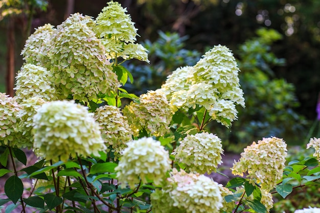 white hydrangea blooms in the garden