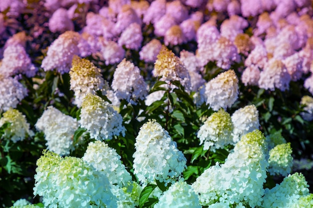 White hydrangea bush in the garden