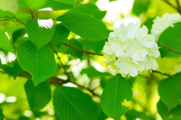 White hydrangea flower blossom in garden Hydrangea bushes Copy space