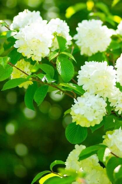 White hydrangea flower blossom in garden Hydrangea bushes Copy space