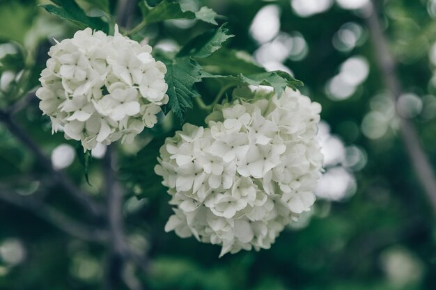 A white hydrangea flower with green leaves in the background