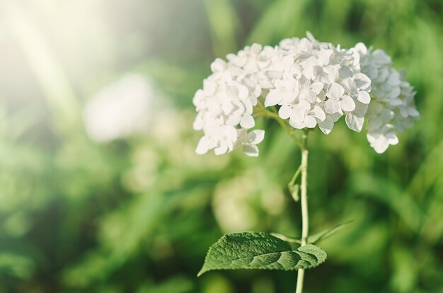 White hydrangea flowers in the afternoon sun