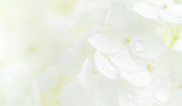 White hydrangea flowers macro shot with dew drops Natural background copy space