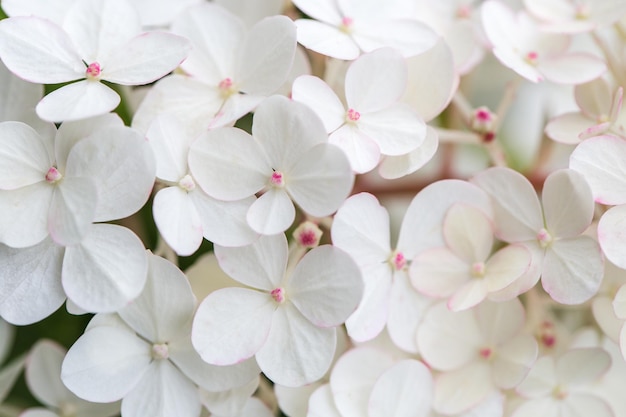 White hydrangea flowers panoramic border banner wedding romantic background Flat lay