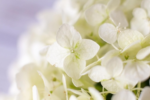 White hydrangea flowers tender romantic floral background