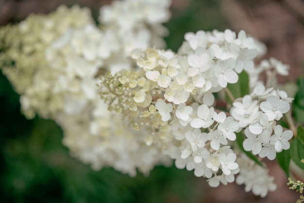 White hydrangea flowers