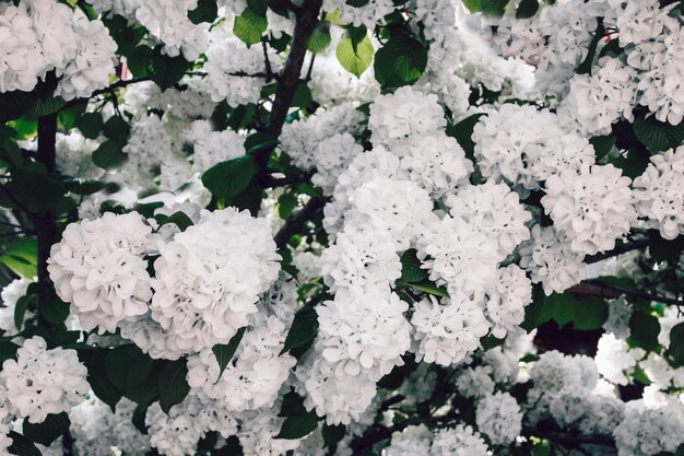 White hydrangea flowers