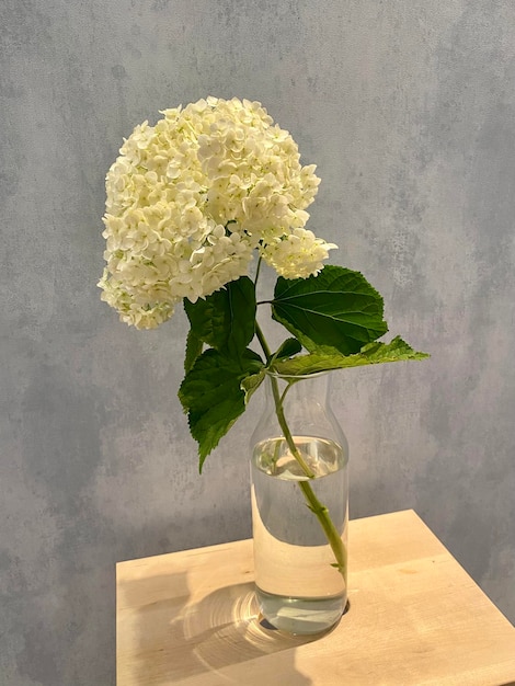 White hydrangea in a glass vase on a wooden table