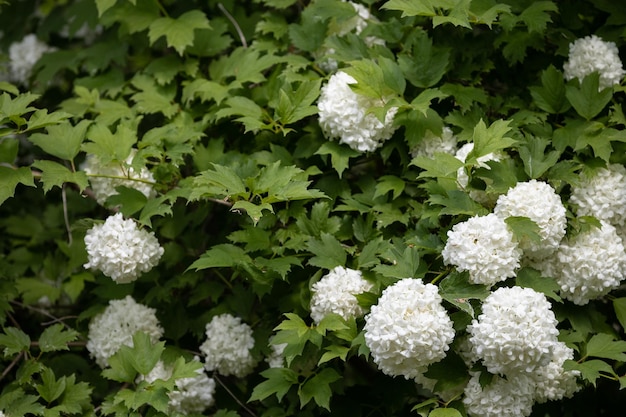 White hydrangea a large flowering bush in the summer garden