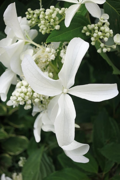 White Hydrangea paniculata flowers beautiful blooming