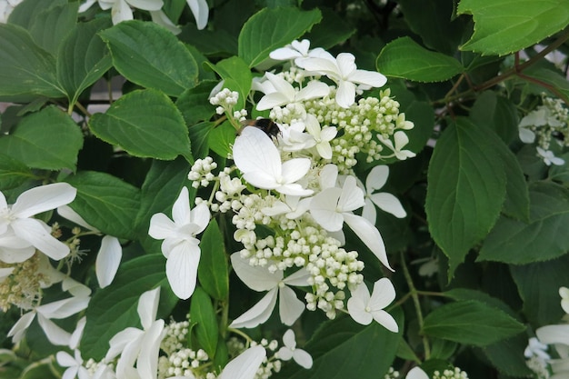 White Hydrangea paniculata flowers beautiful blooming