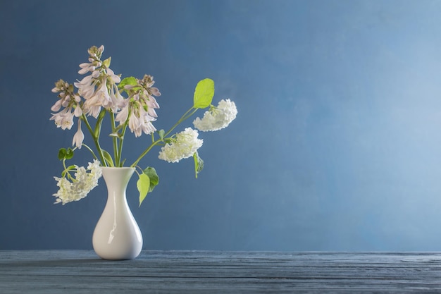 white hydrangea in vase on blue background