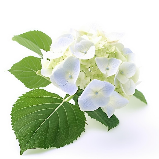 A white hydrangea with blue flowers and green leaves